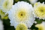 Close Up White Chrysanthemum Morifolium Flower Stock Photo