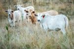 Country Cows Stock Photo