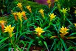 Yellow Aechmea Fasciata Flower Kind Of Local Brazil Plants Stock Photo