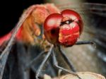 Portrait Of A Red Dragonfly Stock Photo