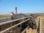 Buffalo Farm, Buffaloes Grazing In Open-air Cages  Stock Photo