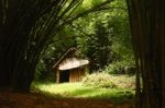 Old Wooden Hut In Dark Bamboo Forest Stock Photo