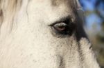 Horse In The Paddock Stock Photo