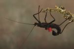 Black Stick Insect Stock Photo