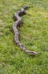 Boa On The Grass Stock Photo