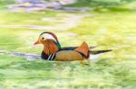 Male Mandarin Duck Stock Photo