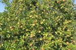 Background Of Apple Tree Stock Photo