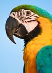 Macaw Bird Stock Photo