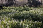 Faba Beans Plantation Stock Photo