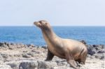 Sea Lion In Galapagos Islands Stock Photo