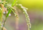 Close Up Rice Fields On Terraced Of Yellow Green Rice Field Landscape Stock Photo