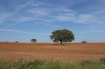 Lonely Holm Oak Trees Stock Photo