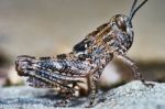 Small Locust Larvae Stock Photo