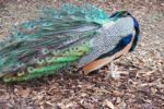 Shy Peacock Stock Photo