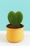 Heart Plant In Pot Stock Photo