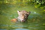 Orange Jaguar Swimming Stock Photo