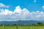 Trees And Mountains On A Bright Sky Stock Photo