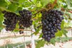 Red Grapes On The Vine Stock Photo