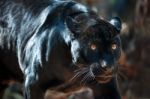 Black Jaguar Stock Photo