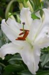 Beautiful Local White Lilly Flower Bloom Stock Photo