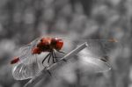 Red Dragonfly Stock Photo