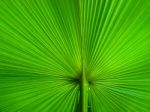 Palm Leaf Stock Photo