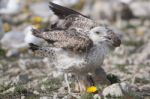 Young Seagulls Near The Cliffs Stock Photo