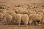 Herd Of Sheep On Nature Stock Photo