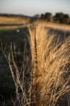 Rusted Sharp Timber And Metal Barb Wire Fence Stock Photo