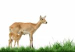 Red Lechwe Stock Photo