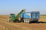 Beet Harvest Stock Photo