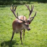 Red Deer (cervus Elaphus) Stock Photo