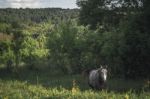 Horse In The Green Field Horizontal Stock Photo