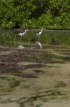 Black-necked Stilt Stock Photo