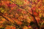 Momiji, Japanese Red Maple In Tofukui Temple Stock Photo