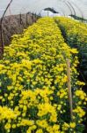 Inside Greenhouse Of Yellow Chrysanthemum Flowers Farms Stock Photo