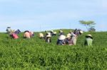 Dalat, Vietnam, June 30, 2016: A Group Of Farmers Picking Tea On A Summer Afternoon In Cau Dat Tea Plantation, Da Lat, Vietnam Stock Photo