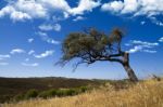 Lonely Tree On A Hill Stock Photo