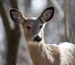 Beautiful Isolated Closeup Of A Funny Wild Deer In The Forest Stock Photo