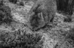 Adorable Large Wombat During The Day Looking For Grass To Eat Stock Photo