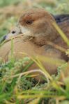 Beautiful Wild Duck Stock Photo