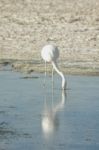 Andean Flamingo In The Salar Stock Photo