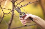 Pruning Fruit Tree - Cutting Branches At Spring Stock Photo