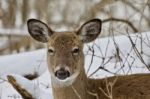 Beautiful Isolated Image With A Funny Wild Deer In The Snowy Forest Stock Photo