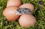 Hatchling Stock Photo