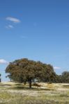 Spring Landscape In Alentejo Stock Photo