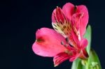 Freesia (iridaceae) Close-up Stock Photo