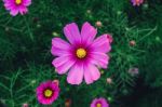 Top View Of Cosmos Flower And Pink Starship Flower On The  Wayside Stock Photo