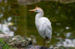 Cattle Egret (bubulcus Ibis) Stock Photo