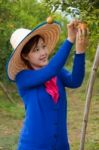 Gardener Girl In Orange Garden, North Of  Thailand Stock Photo